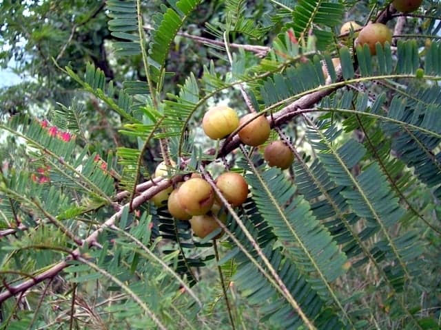 Amla Extract (Emblica officinalis) — Herbal Extracts