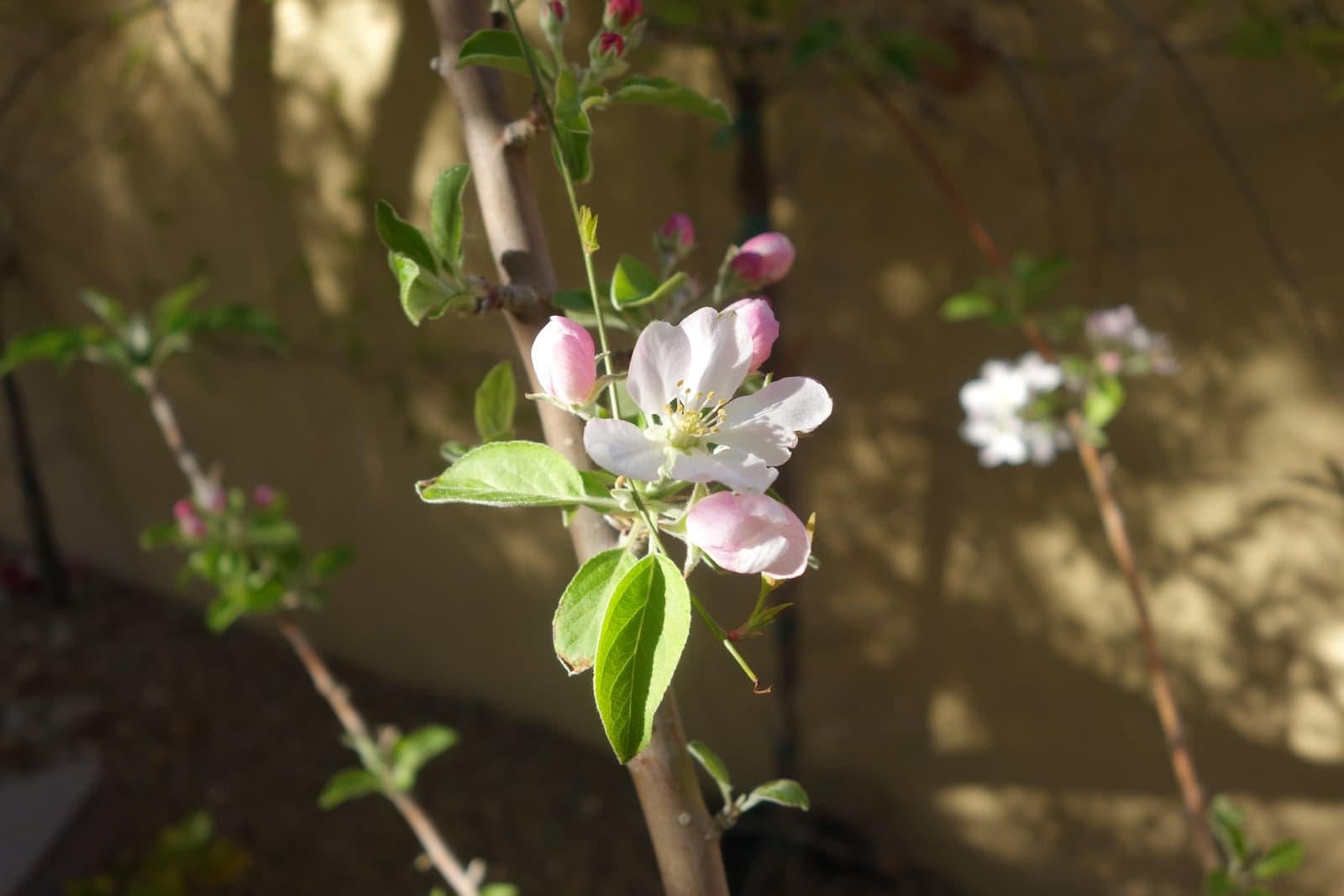 Apple Extract (Malus domestica) — Herbal Extracts