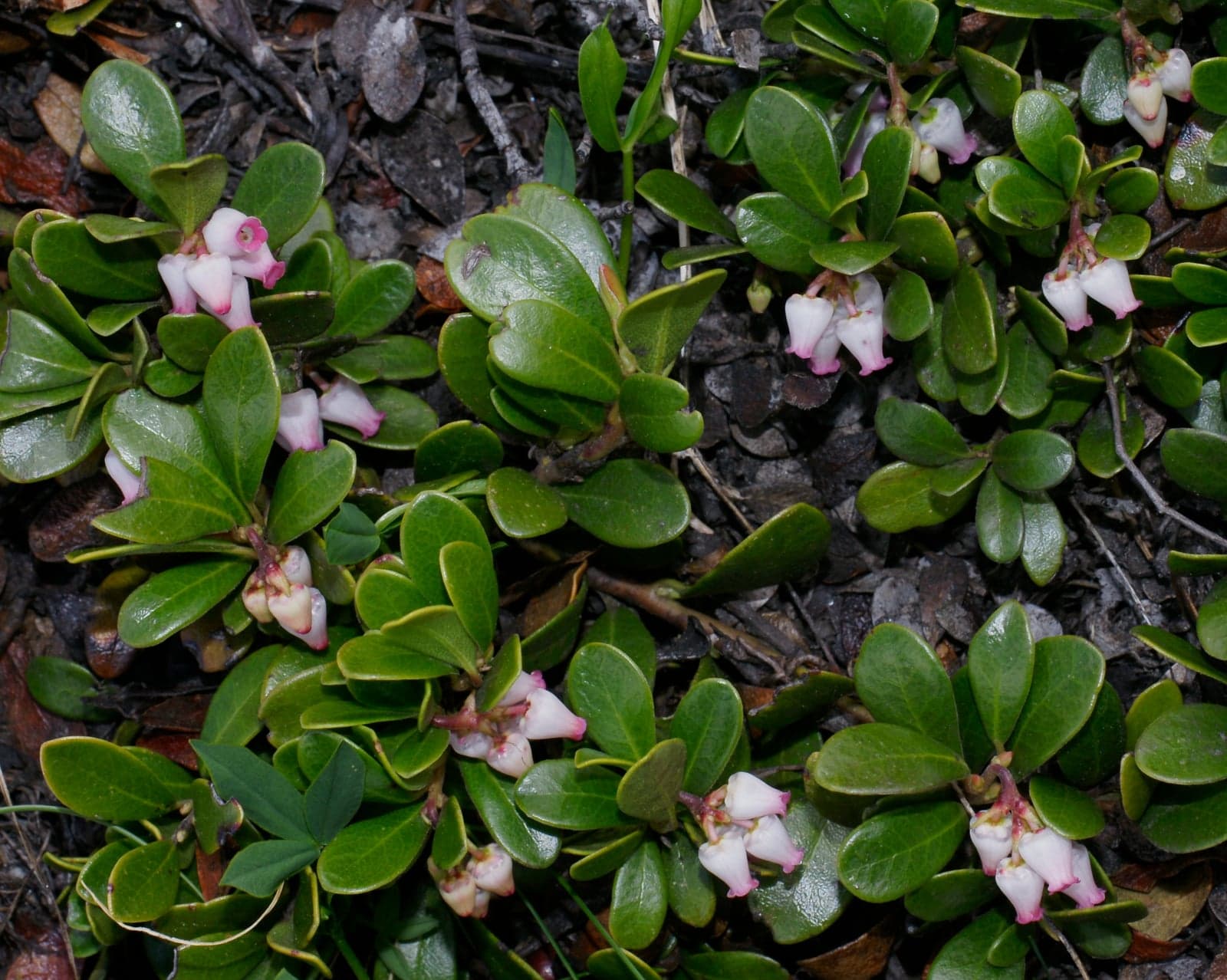 Arbutin (Bearberry (Arctostaphylos uva-ursi)) — Nutraceuticals