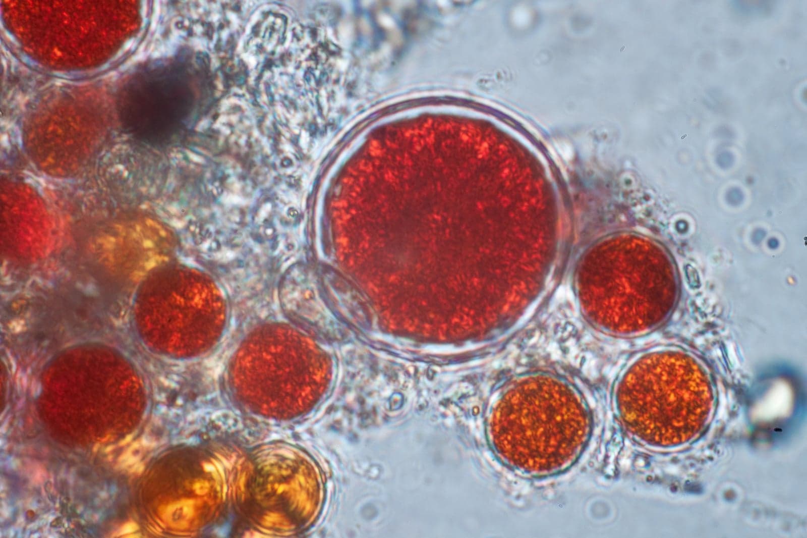 Astaxanthin 10% (Haematococcus pluvialis) — Nutraceuticals