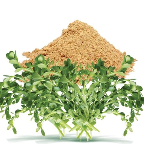 Bacopa Extract (Bacopa monnieri) — Herbal Extracts
