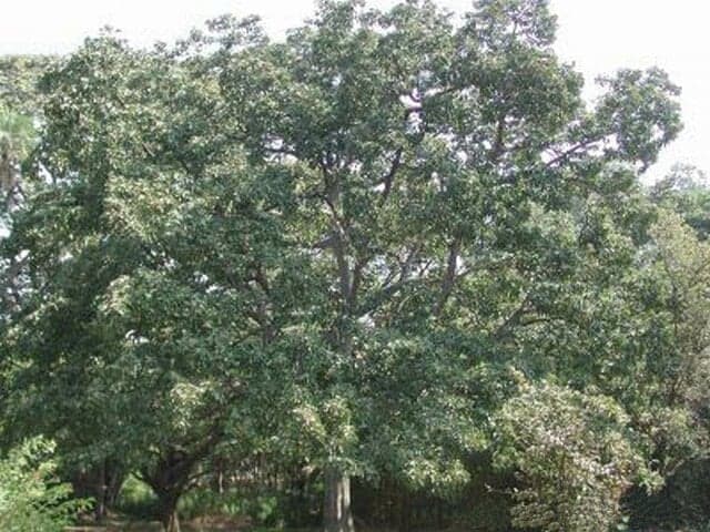 Baheda Extract (Terminalia bellirica) — Herbal Extracts