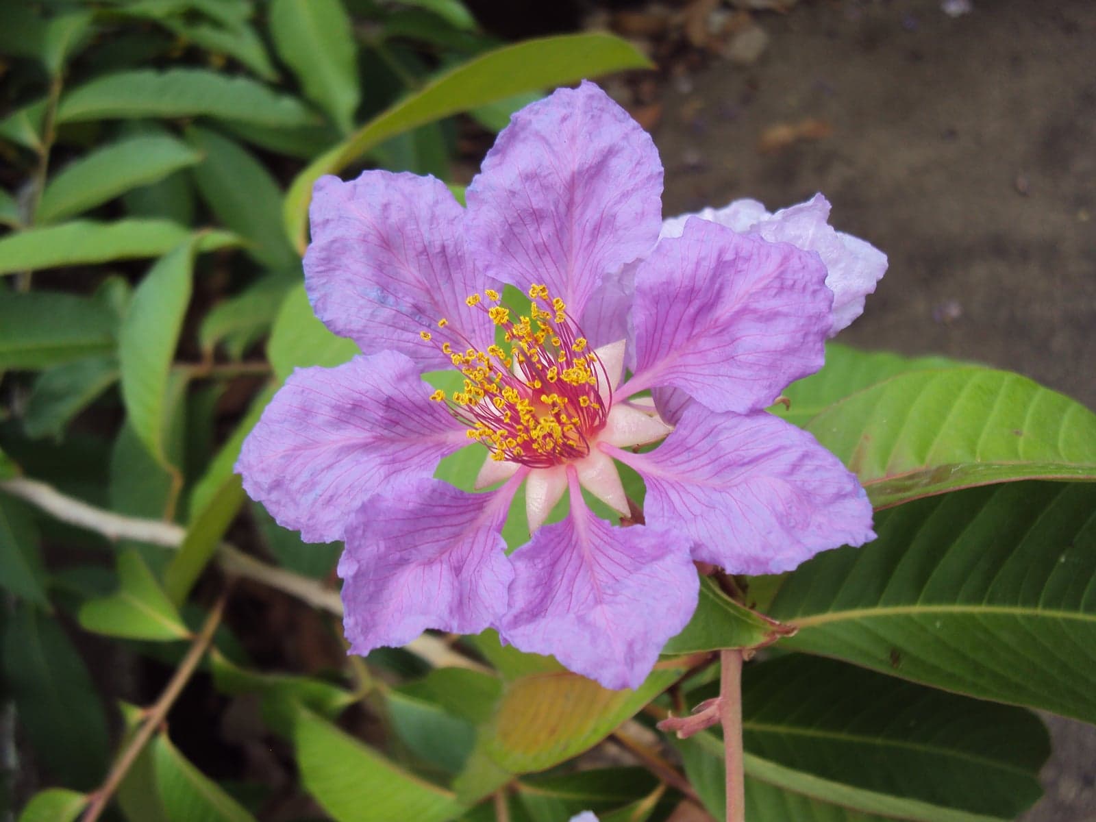 Banaba Extract (Lagerstroemia speciosa) — Herbal Extracts