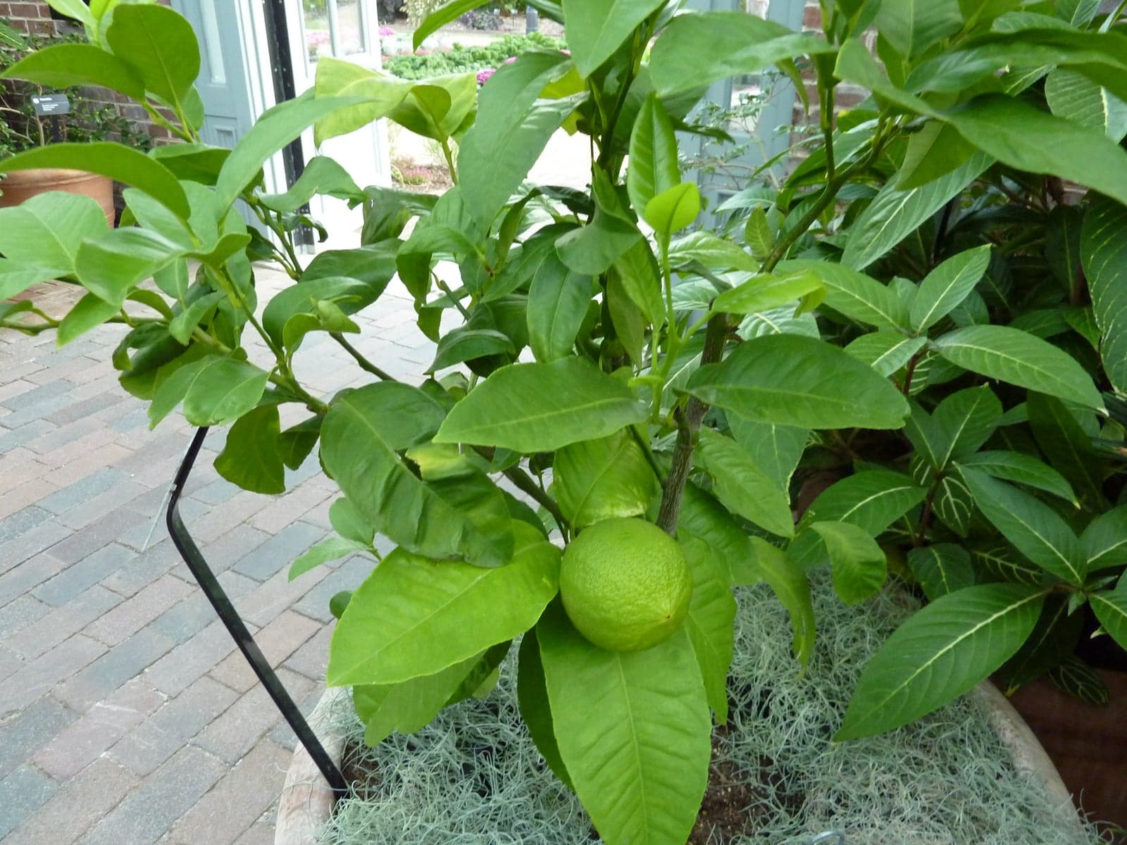 Bergamot Oil