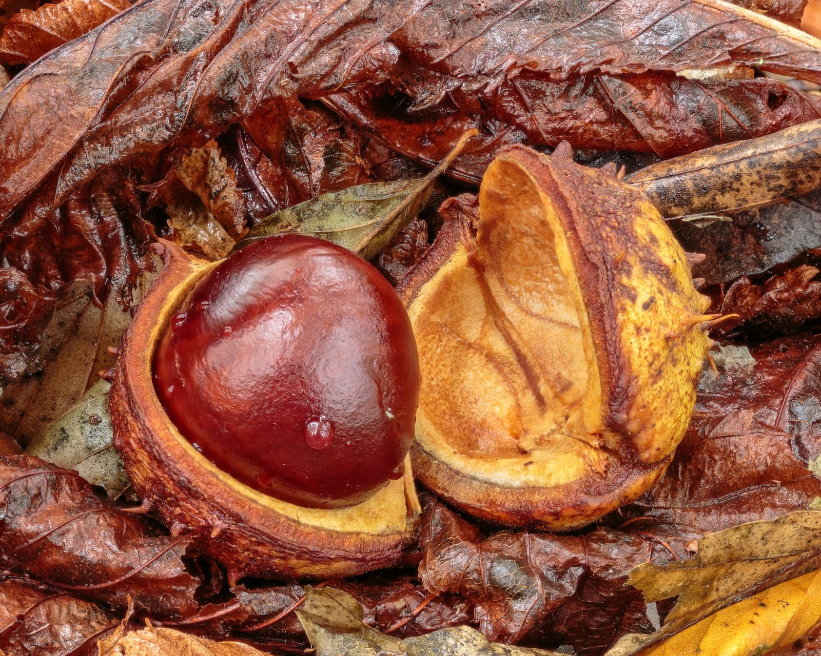 Beta Aescin (Aesculus hippocastanum) — Herbal Extracts