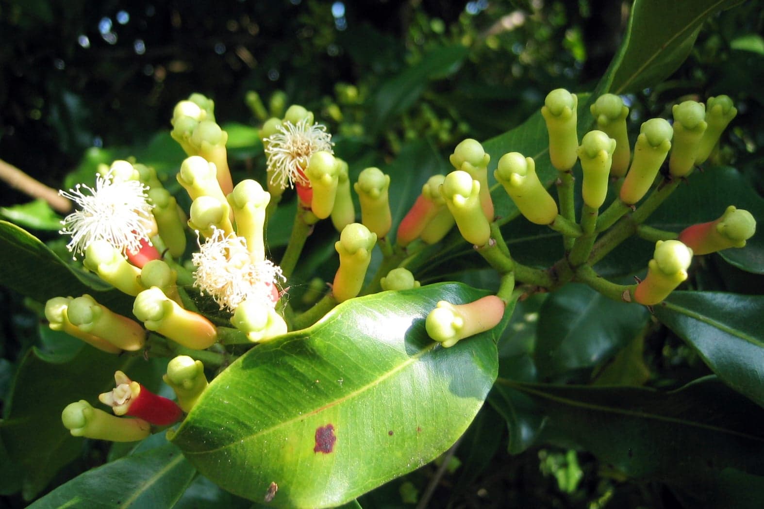 Clove Leaf Oil