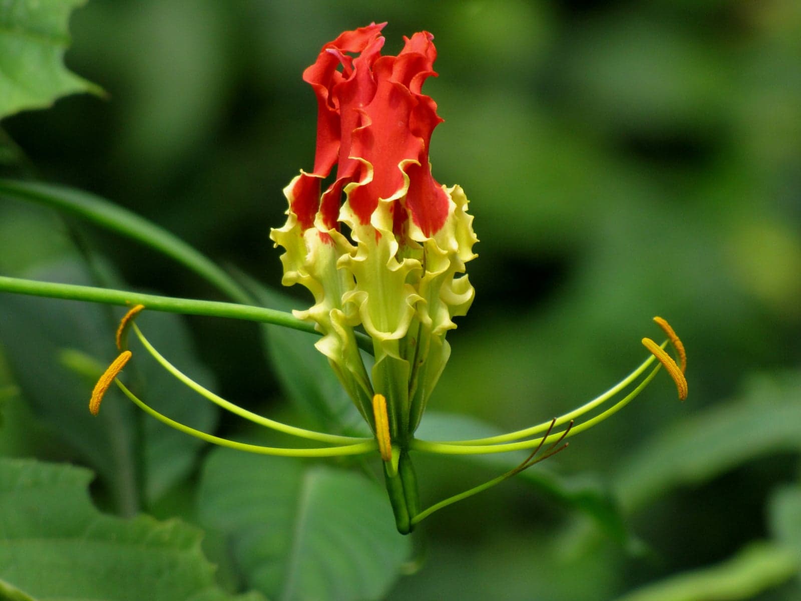Colchicine (Gloriosa superba) — Herbal Extracts