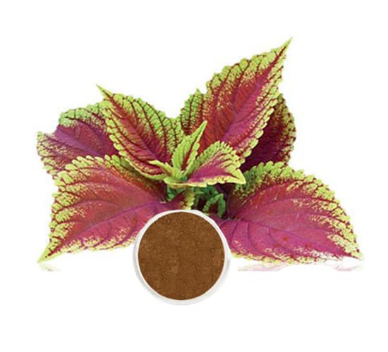 Coleus Extract (Coleus forskohlii) — Herbal Extracts