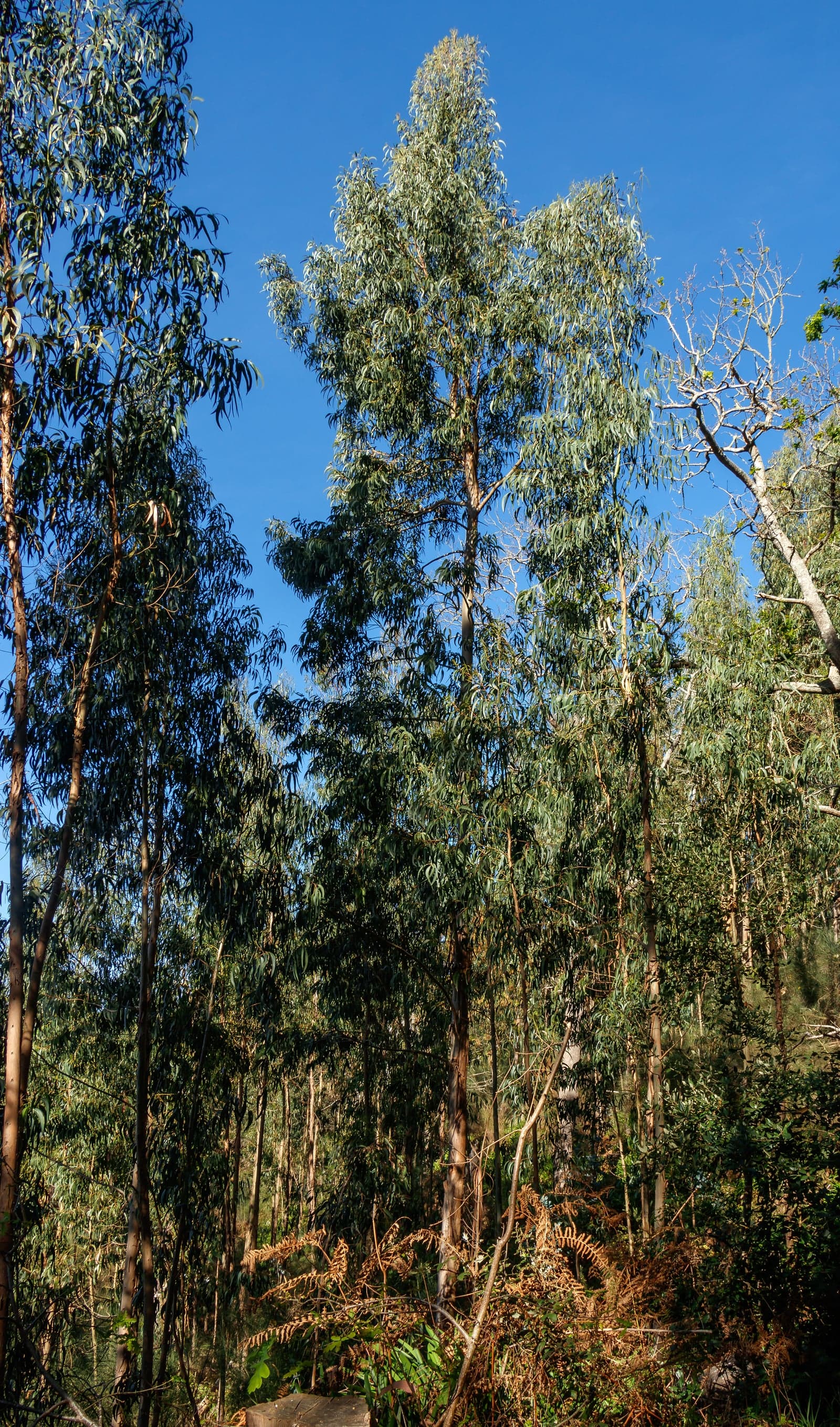 Eucalyptus Oil