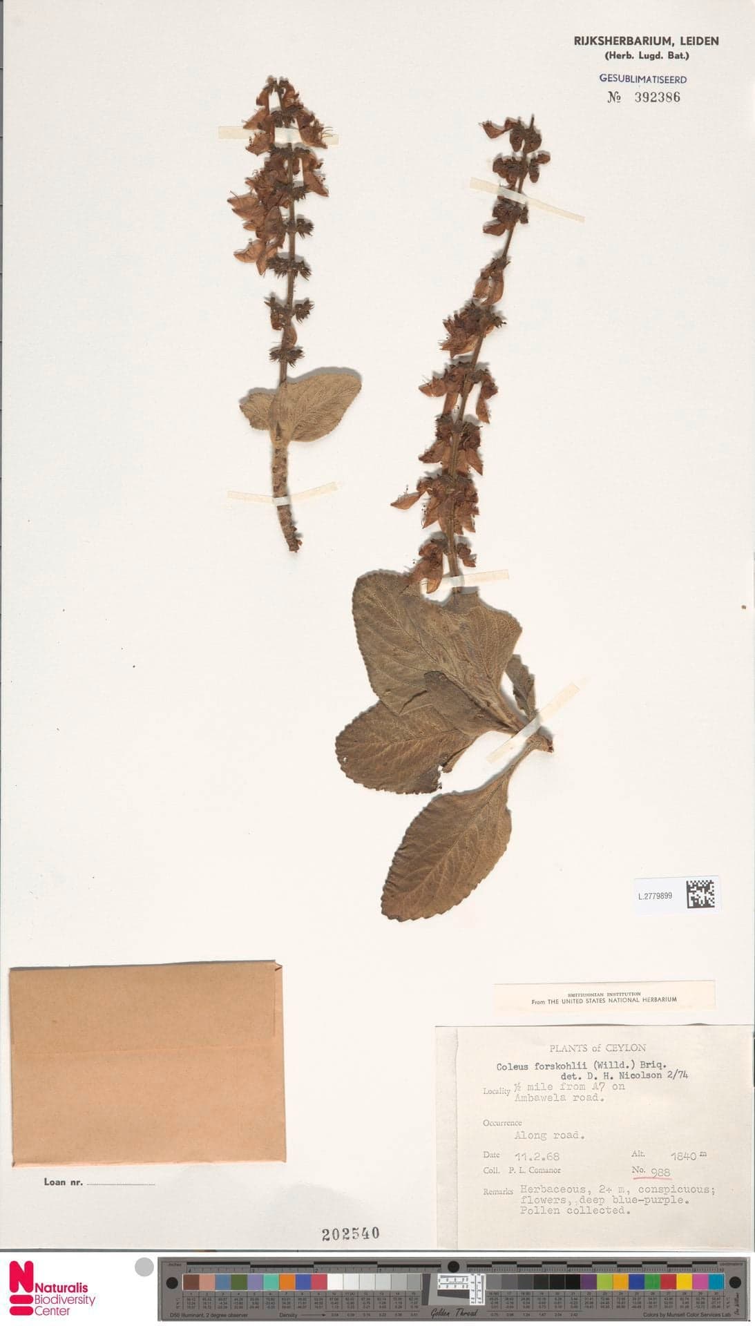 Forskolin (Coleus forskohlii) — Herbal Extracts