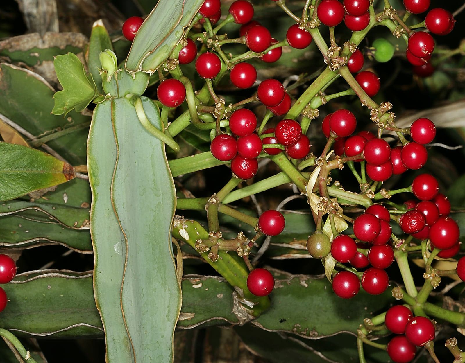 Hadjod Extract (Cissus quadrangularis) — Herbal Extracts