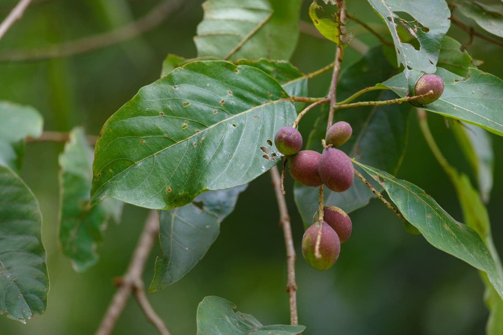 Harad Extract (Terminalia chebula) — Herbal Extracts