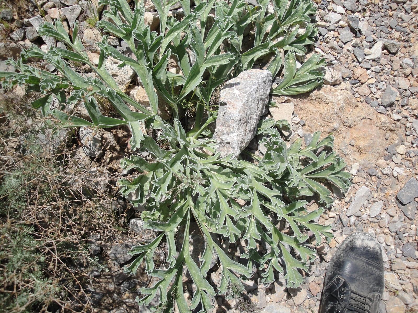 Hing Oleoresin (Ferula asafoetida) — Oleoresins