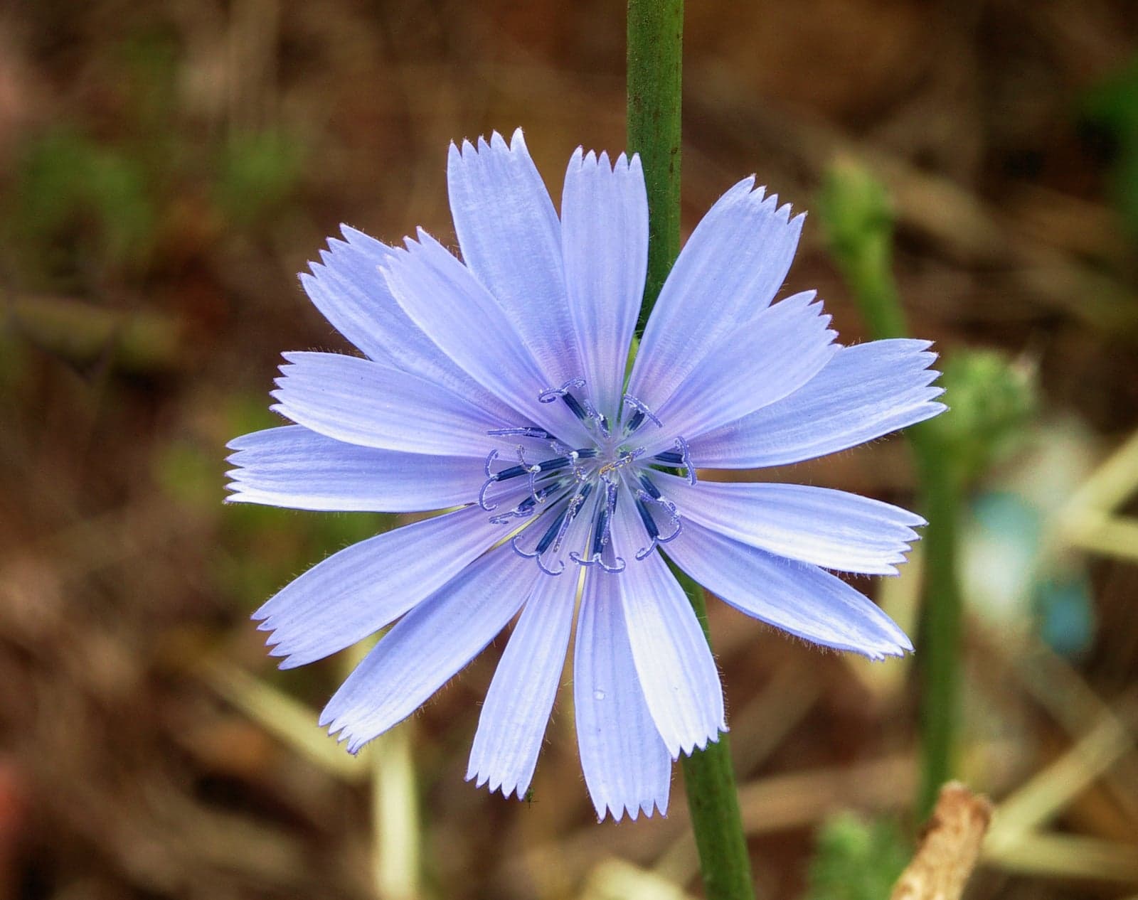 Kasni Extract (Cichorium intybus) — Herbal Extracts