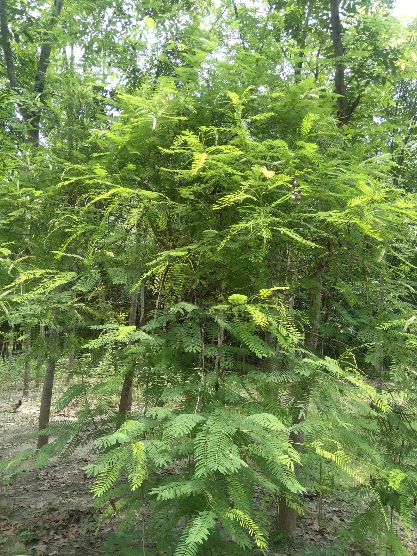 Khadir Extract (Acacia catechu) — Herbal Extracts
