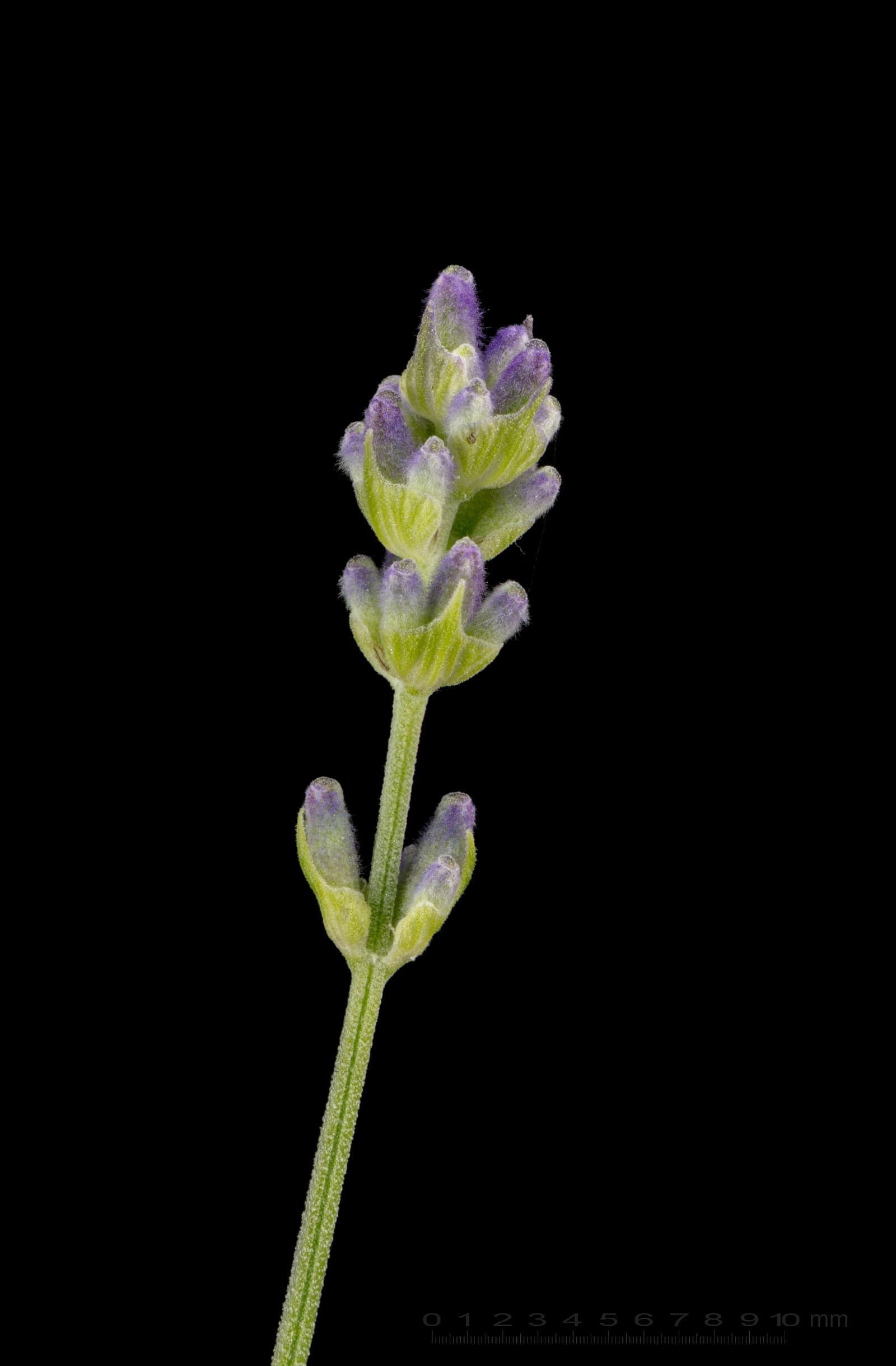 Lavender Oil