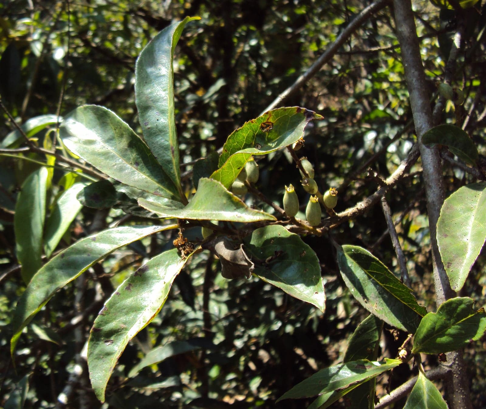 Lodhra Extract (Symplocos racemosa) — Herbal Extracts