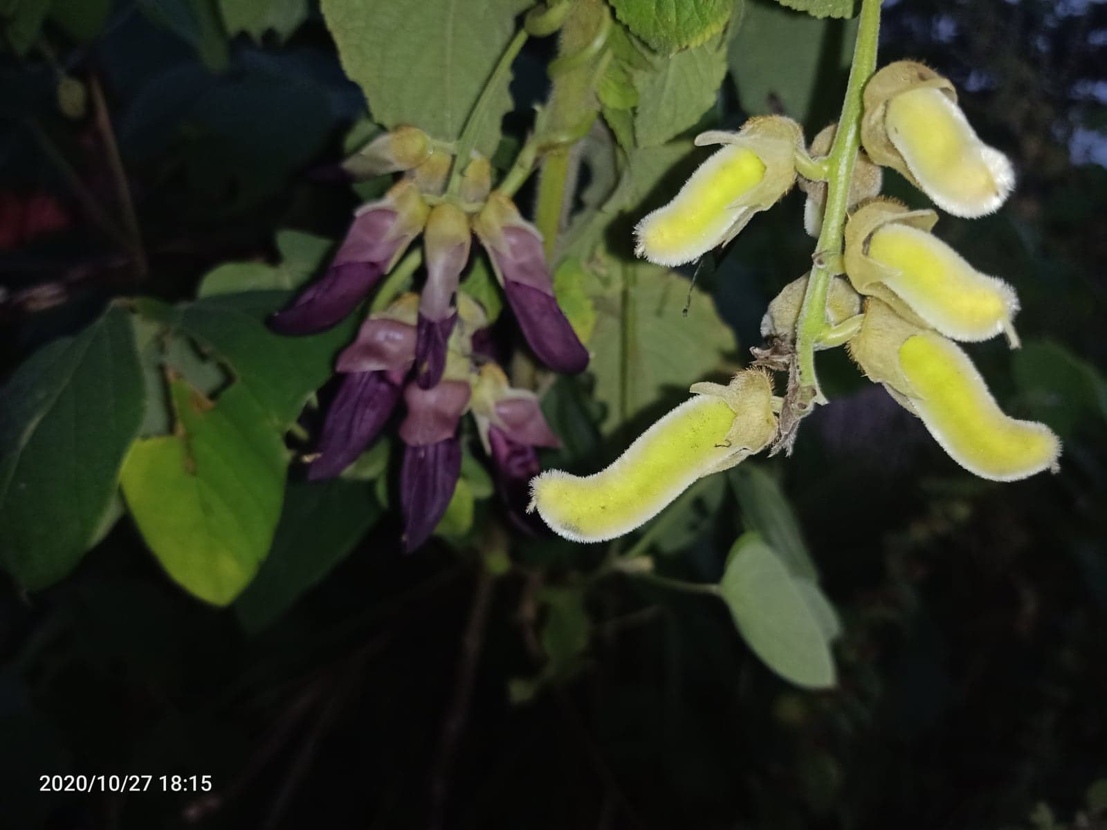 Mucuna Extract (Mucuna pruriens) — Herbal Extracts