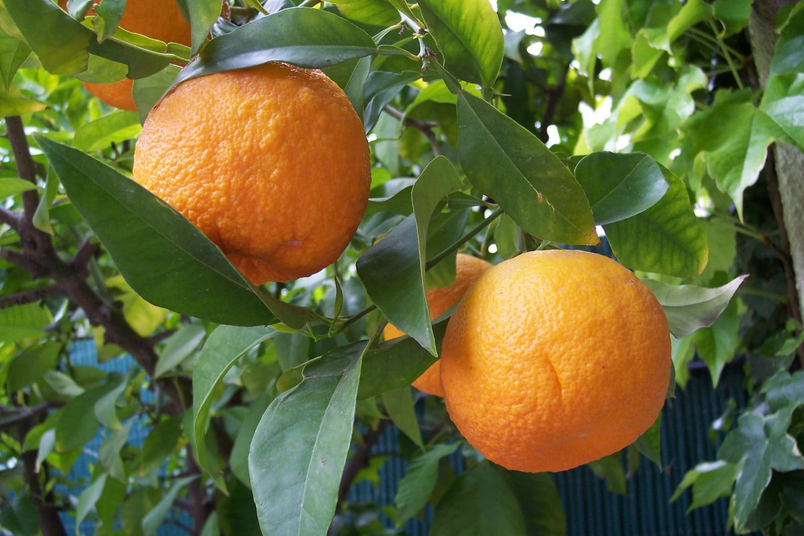 Neroli Oil