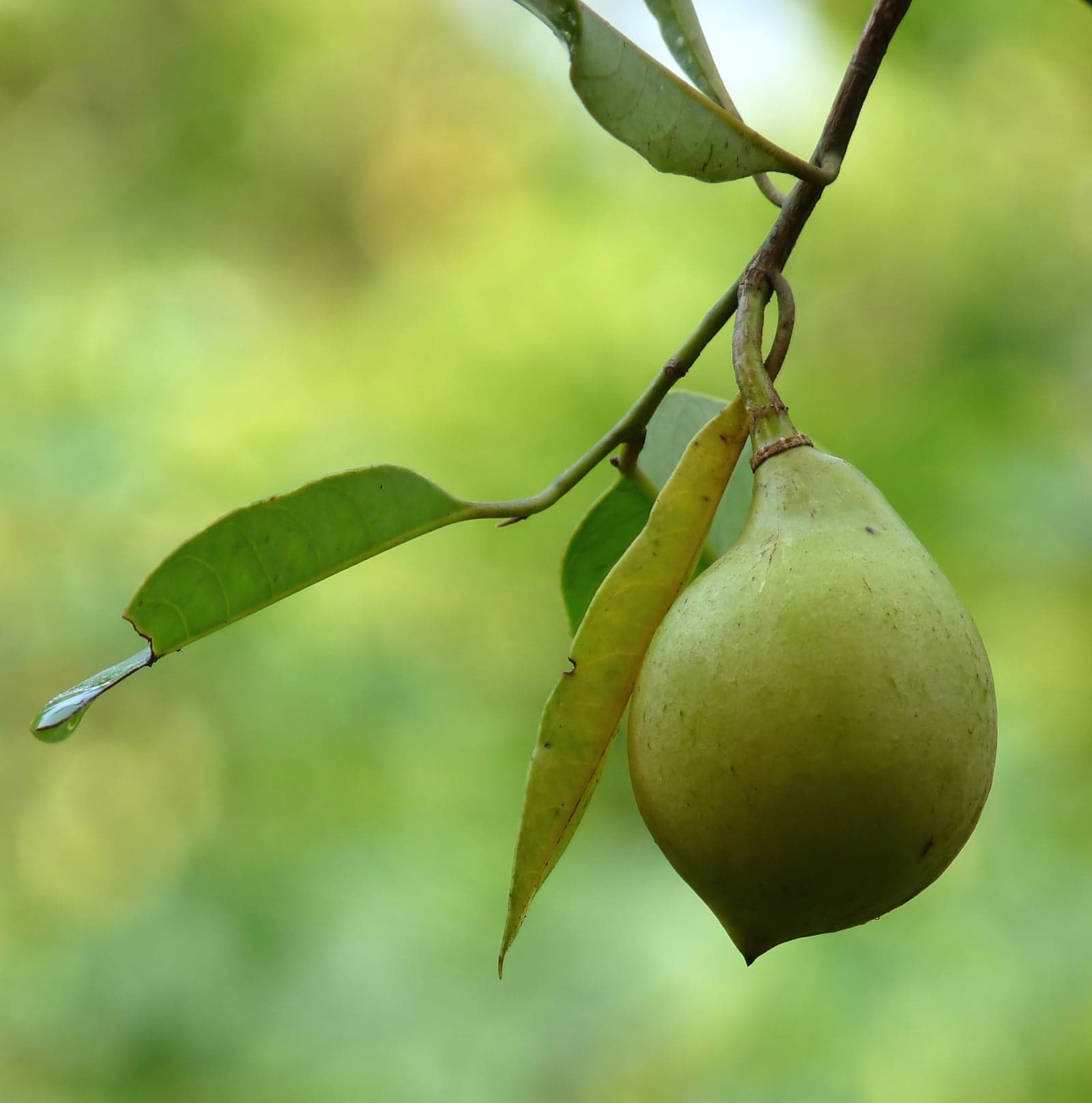 Nutmeg Oil