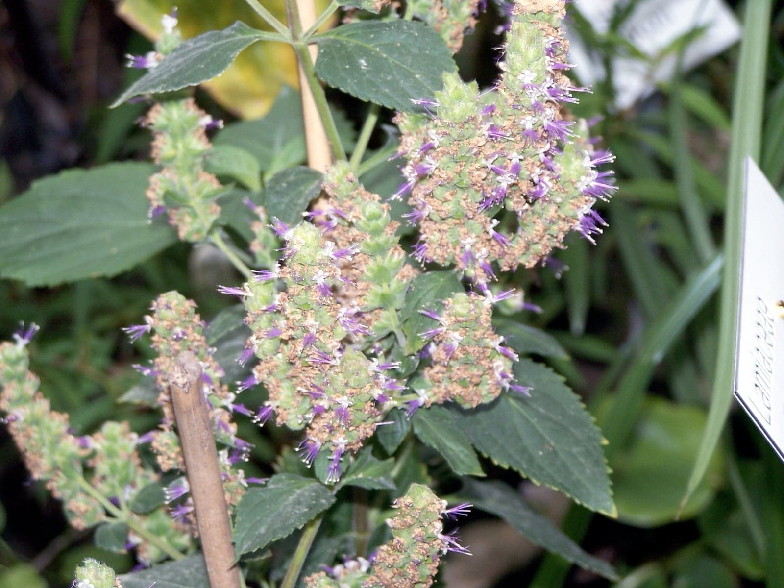 Patchouli Oil