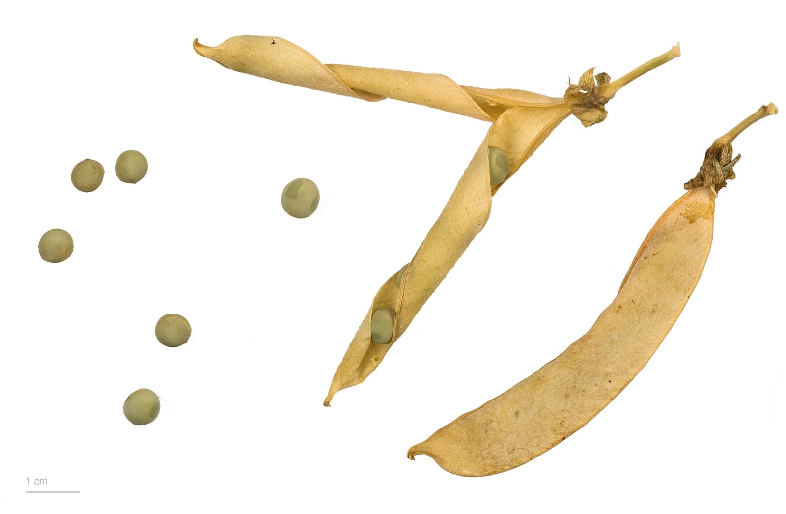 Pea Protein (Pisum sativum) — Nutraceuticals