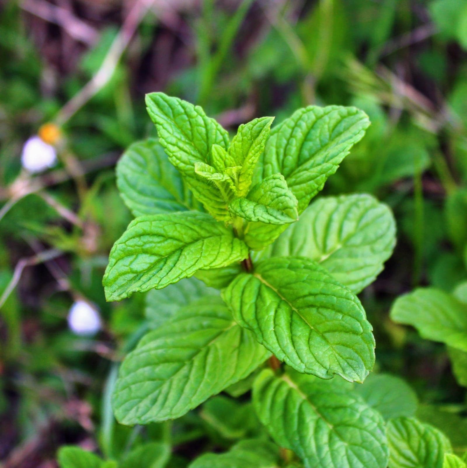 Peppermint Oil