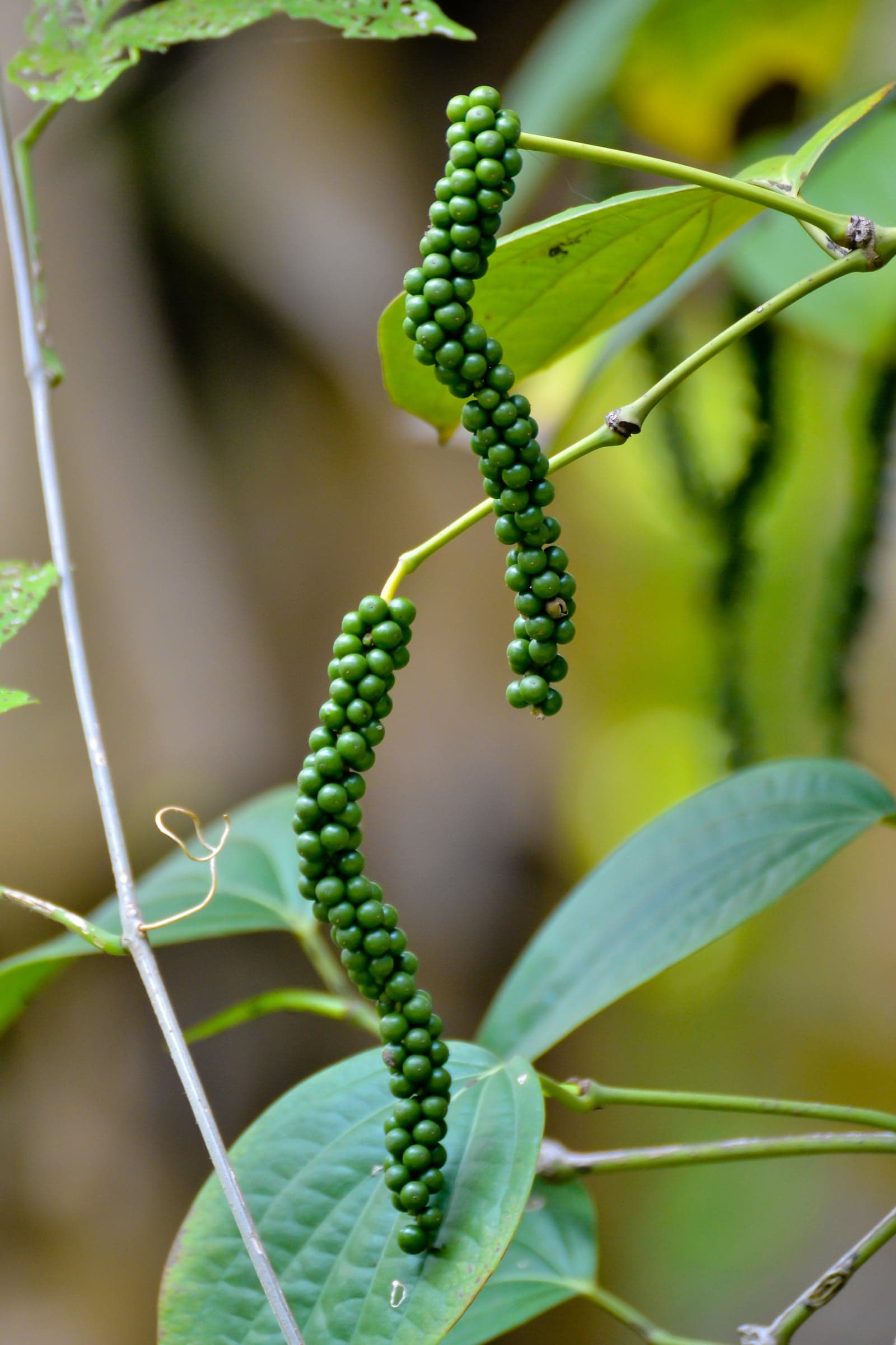 Piperine 95% (Piper nigrum) — Herbal Extracts