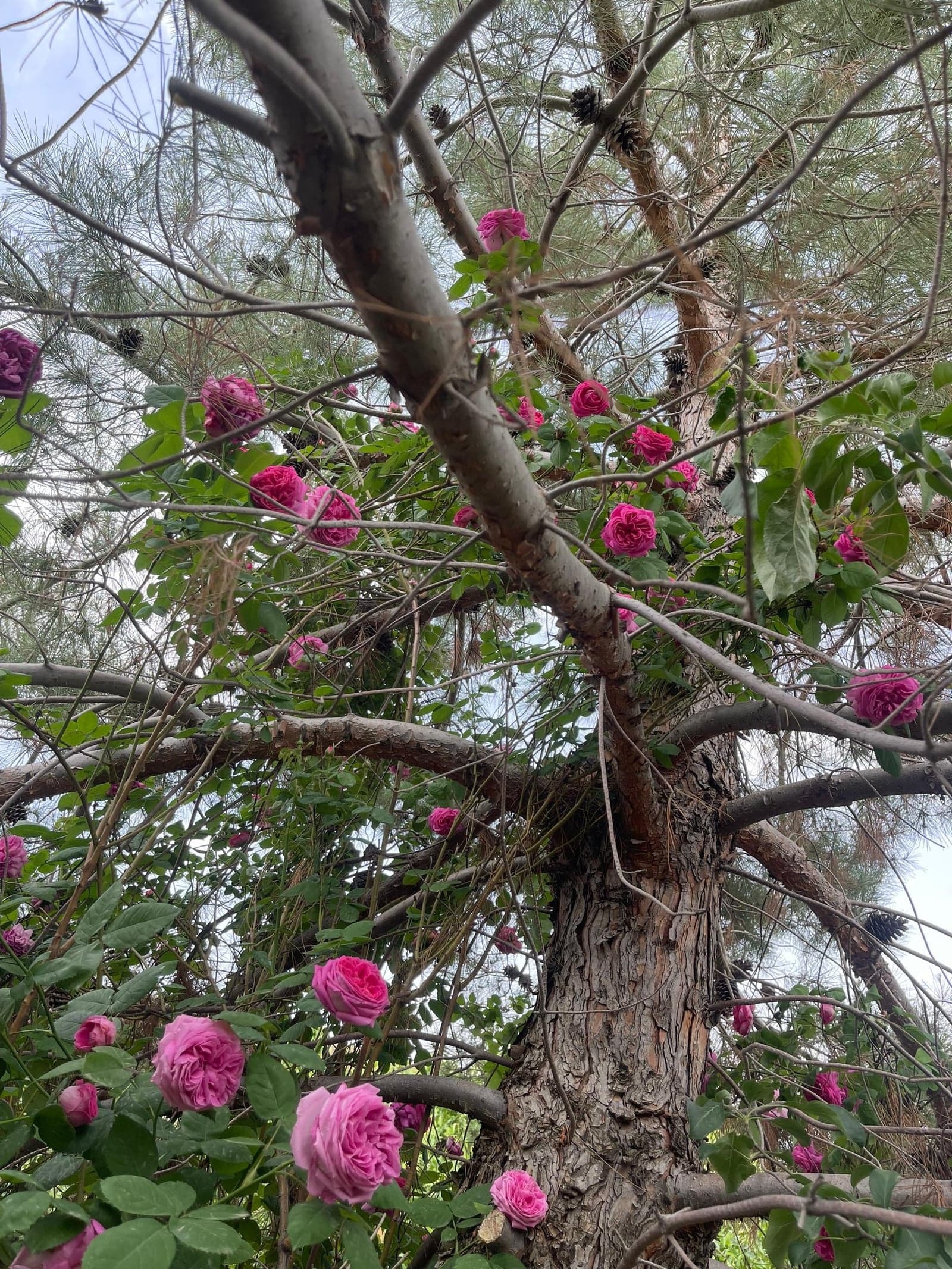 Rose oil