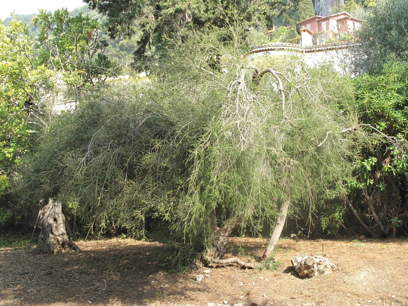 Tea Tree Oil