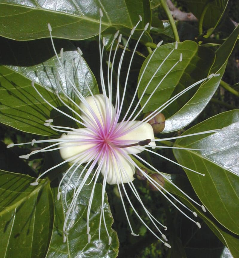 Varuna Extract (Crataeva religiosa) — Herbal Extracts