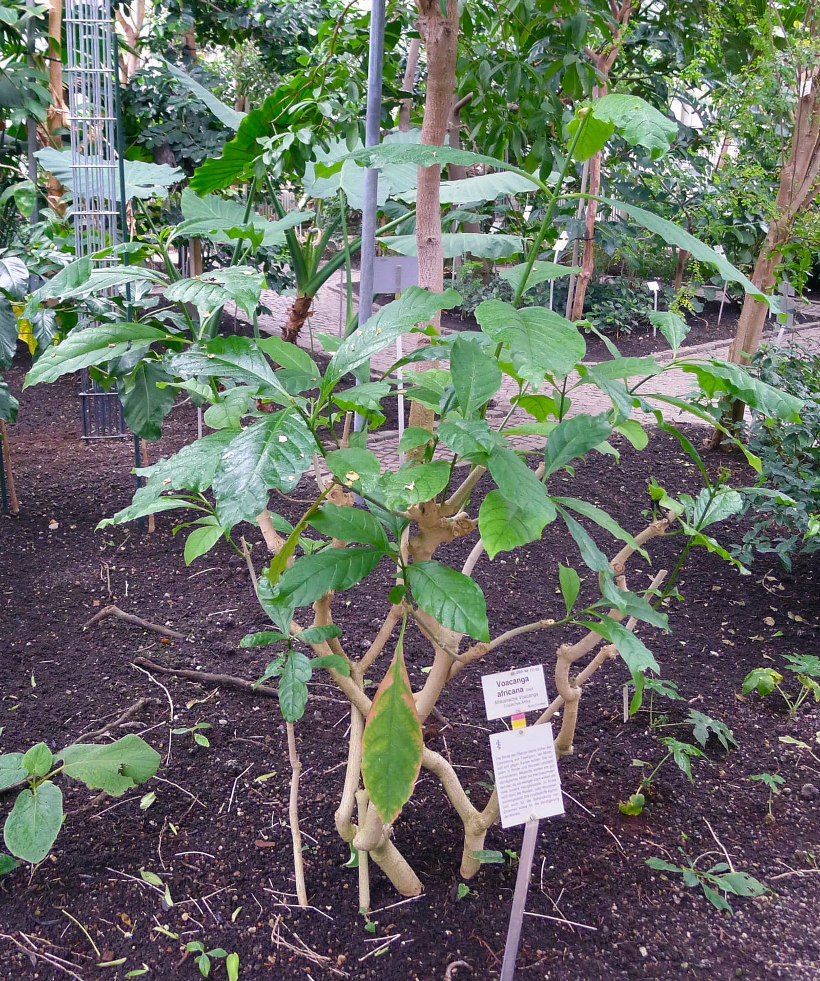 Vinpocetine (Voacanga africana) — Herbal Extracts
