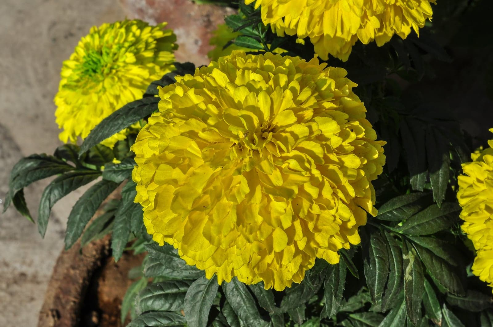 Zeaxanthin 5% (Tagetes erecta) — Nutraceuticals