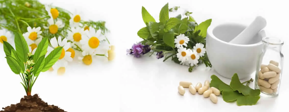 Medicinal plants sourced at grassroots level