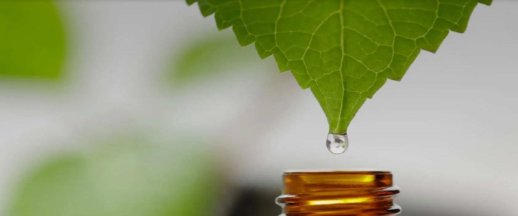 Farmer-level botanical supply network across India