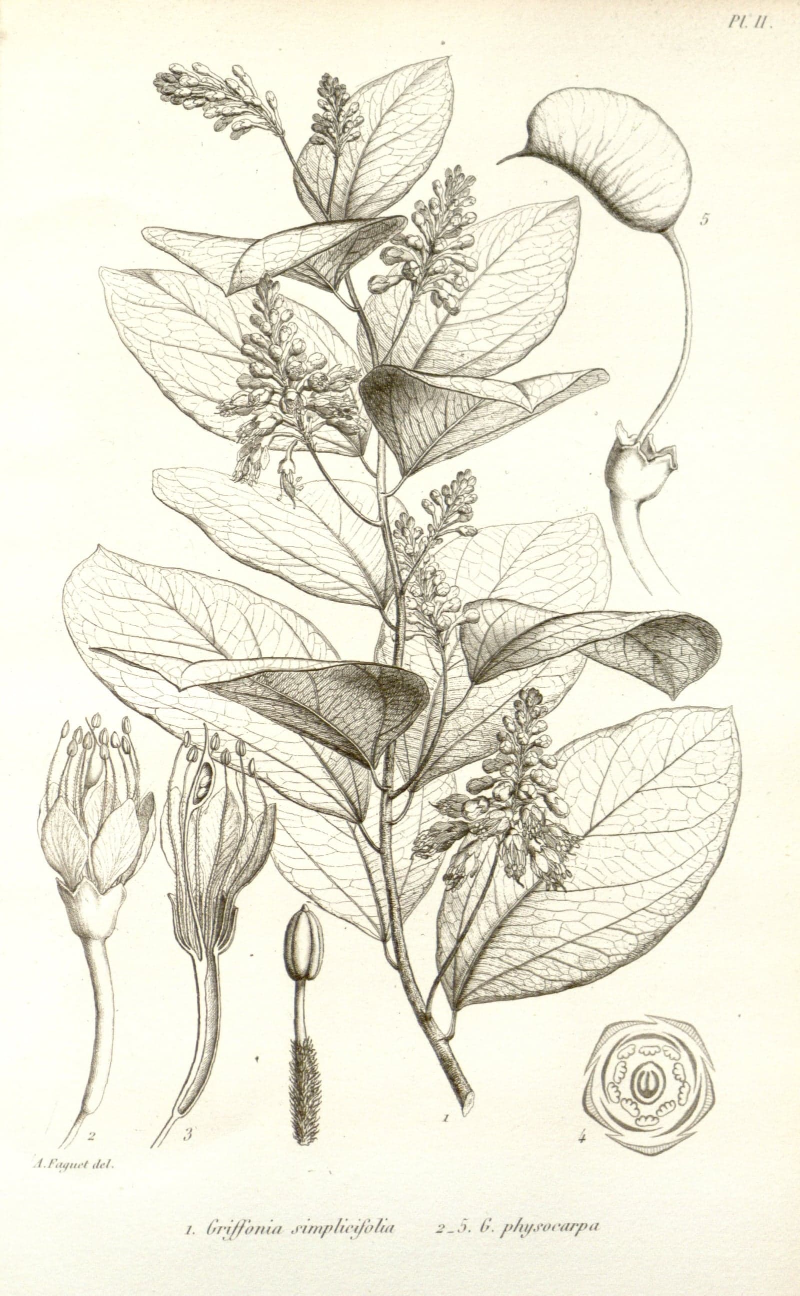 5-Hydroxytryptophan (5-HTP) (Griffonia simplicifolia) — Herbal Extracts