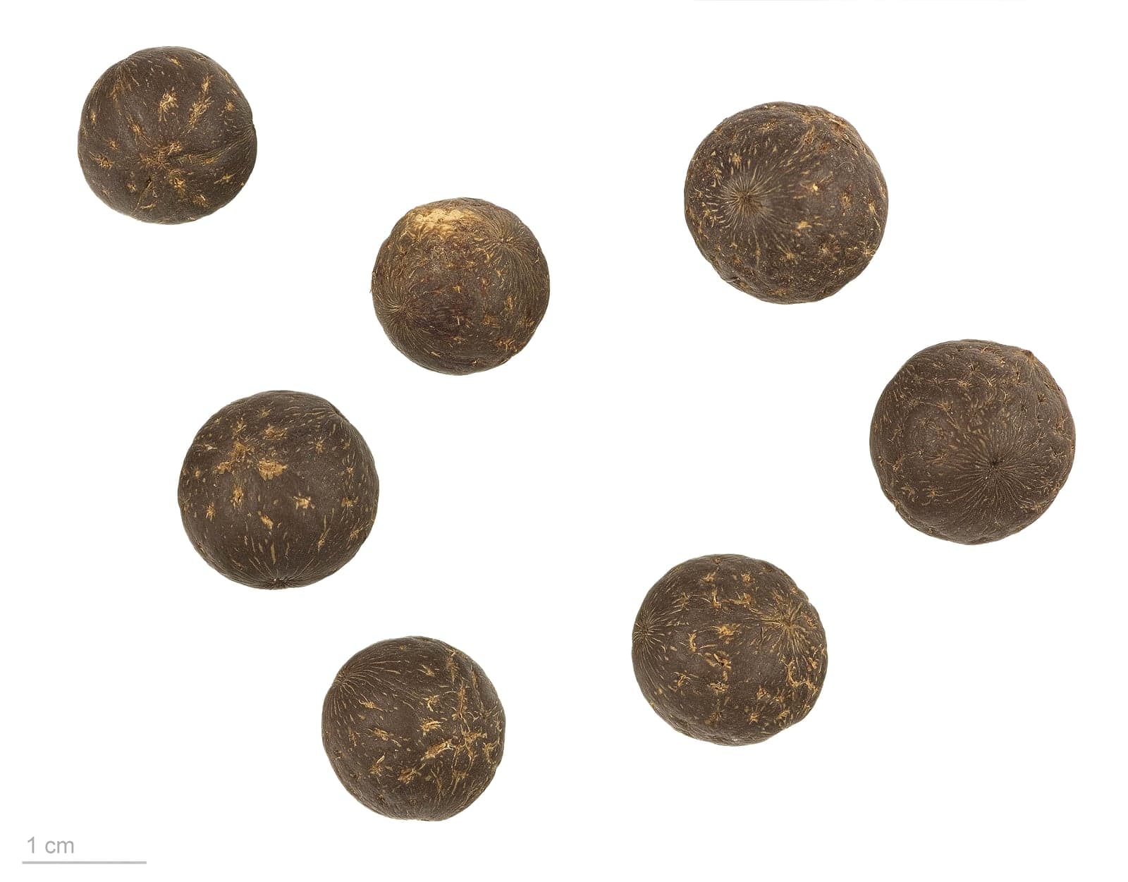 Acai Berry Extract (Euterpe oleracea) — Herbal Extracts