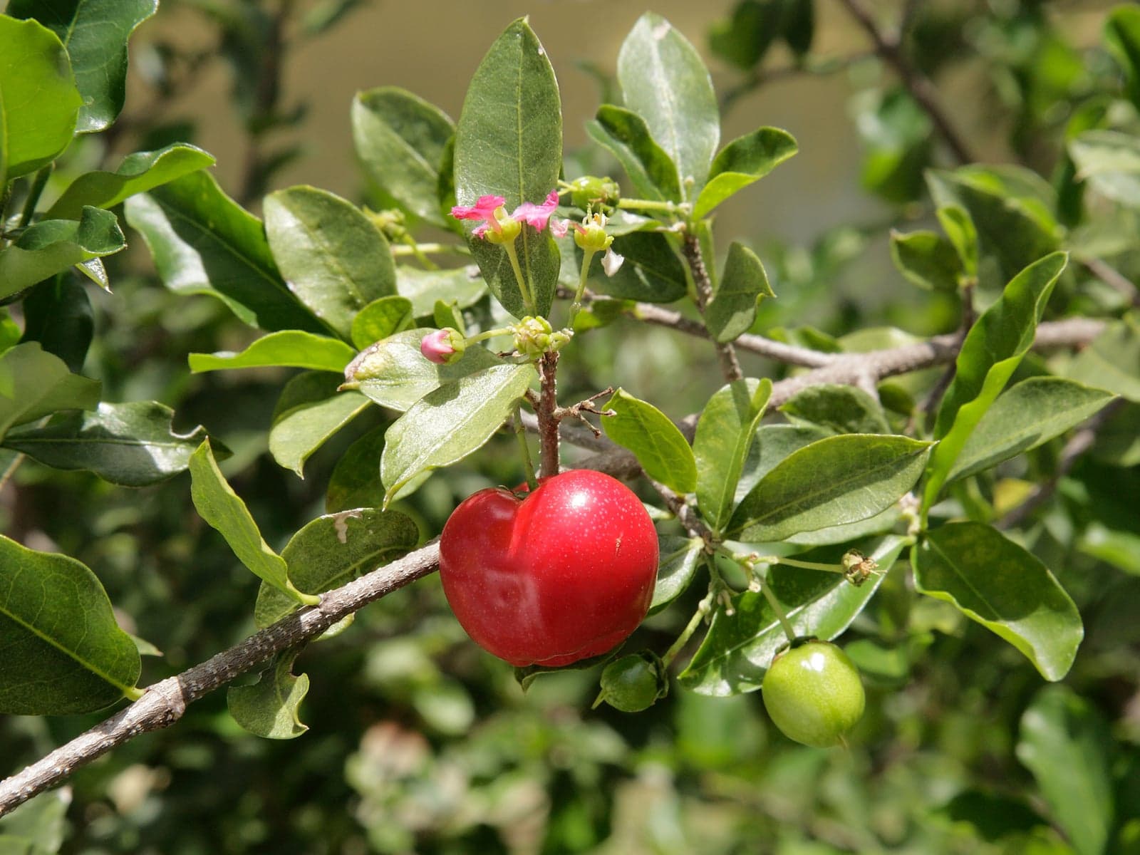 Acerola Cherry Extract (Malpighia glabra) — Herbal Extracts