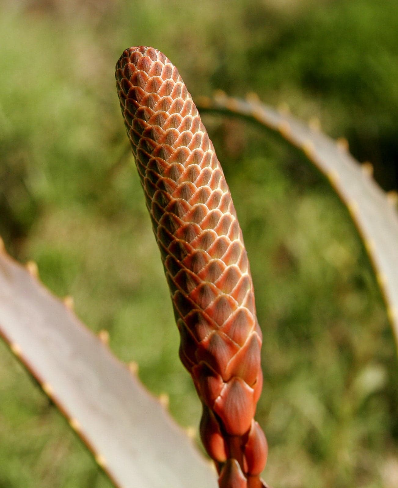 Aloe Vera Extract (Aloe barbadensis) — Herbal Extracts
