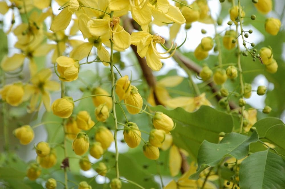 Amaltas Extract (Cassia fistula) — Herbal Extracts