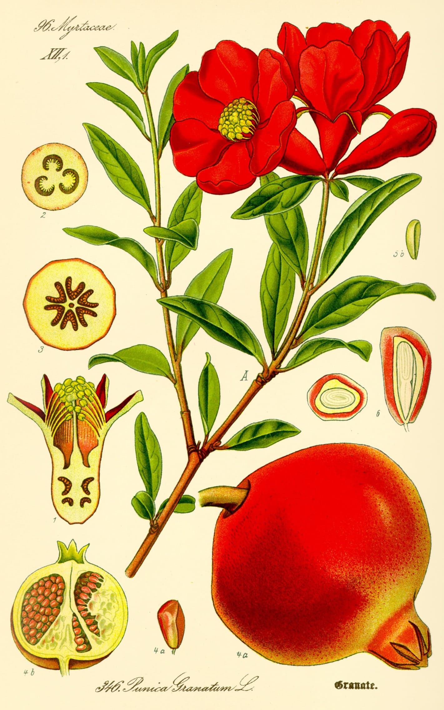 Anar Chilka Extract (Punica granatum (Peel)) — Herbal Extracts