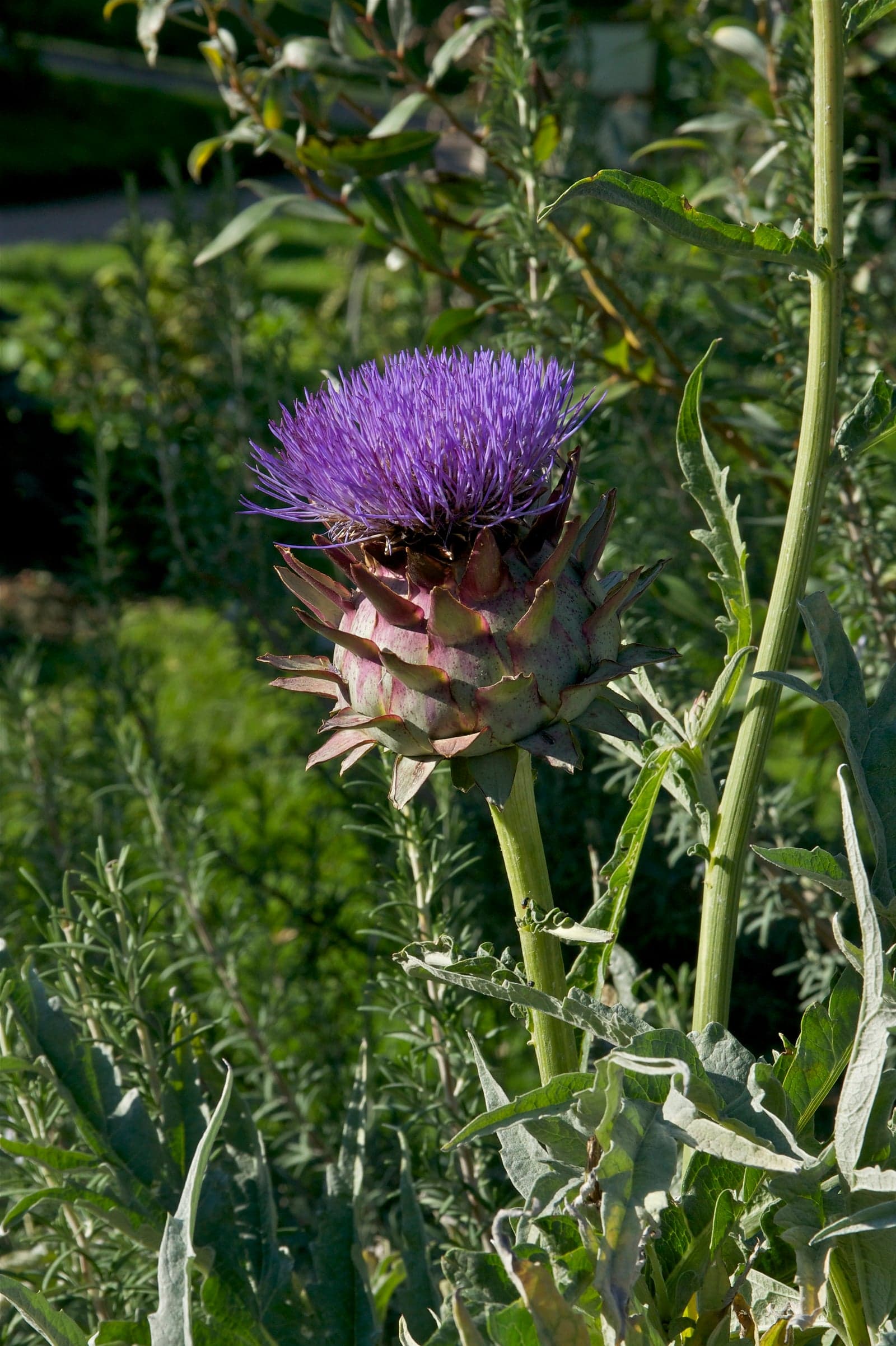 Artichoke Extract (Cynara scolymus) — Herbal Extracts