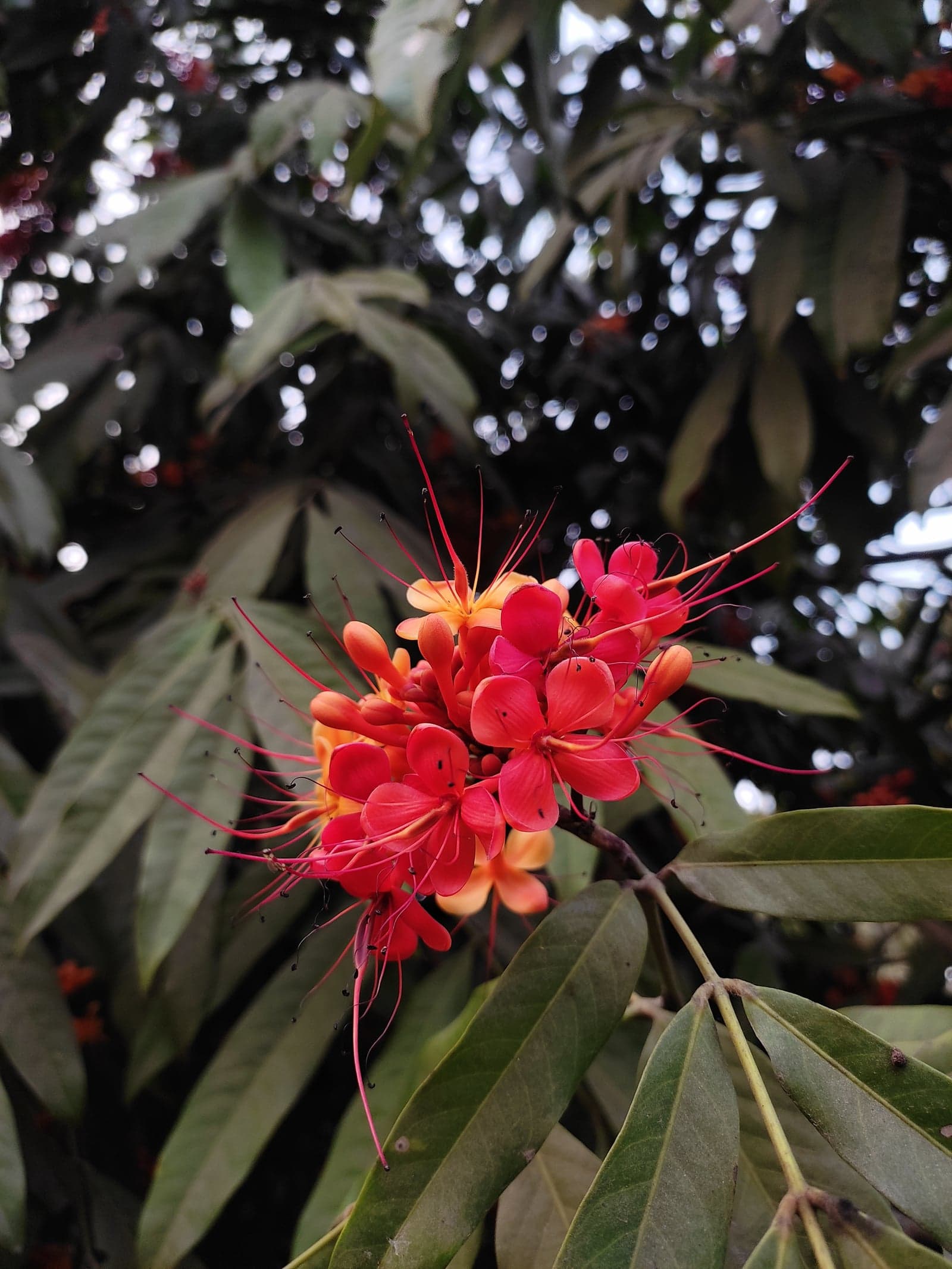 Ashoka Chaal Extract (Saraca asoca) — Herbal Extracts