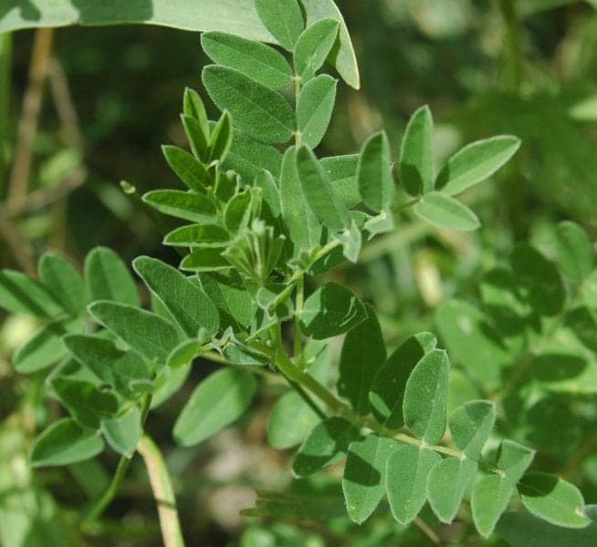 Astragalus Extract (Astragalus membranaceus) — Herbal Extracts