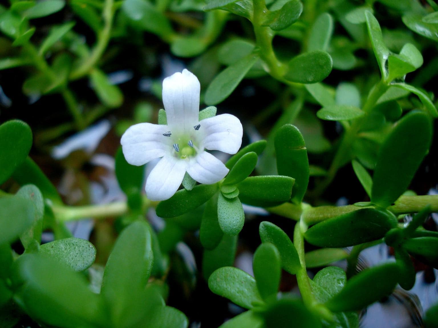 Bacopa Monnieri Extract (Bacopa monnieri) — Herbal Extracts