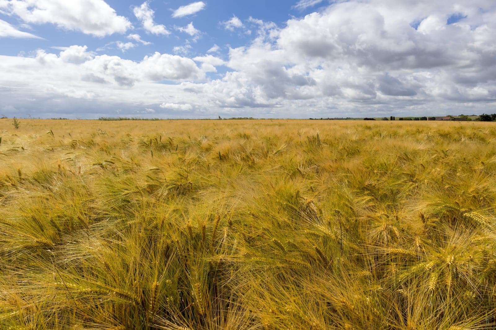 Barley Grass Powder (Hordeum vulgare) — Nutraceuticals