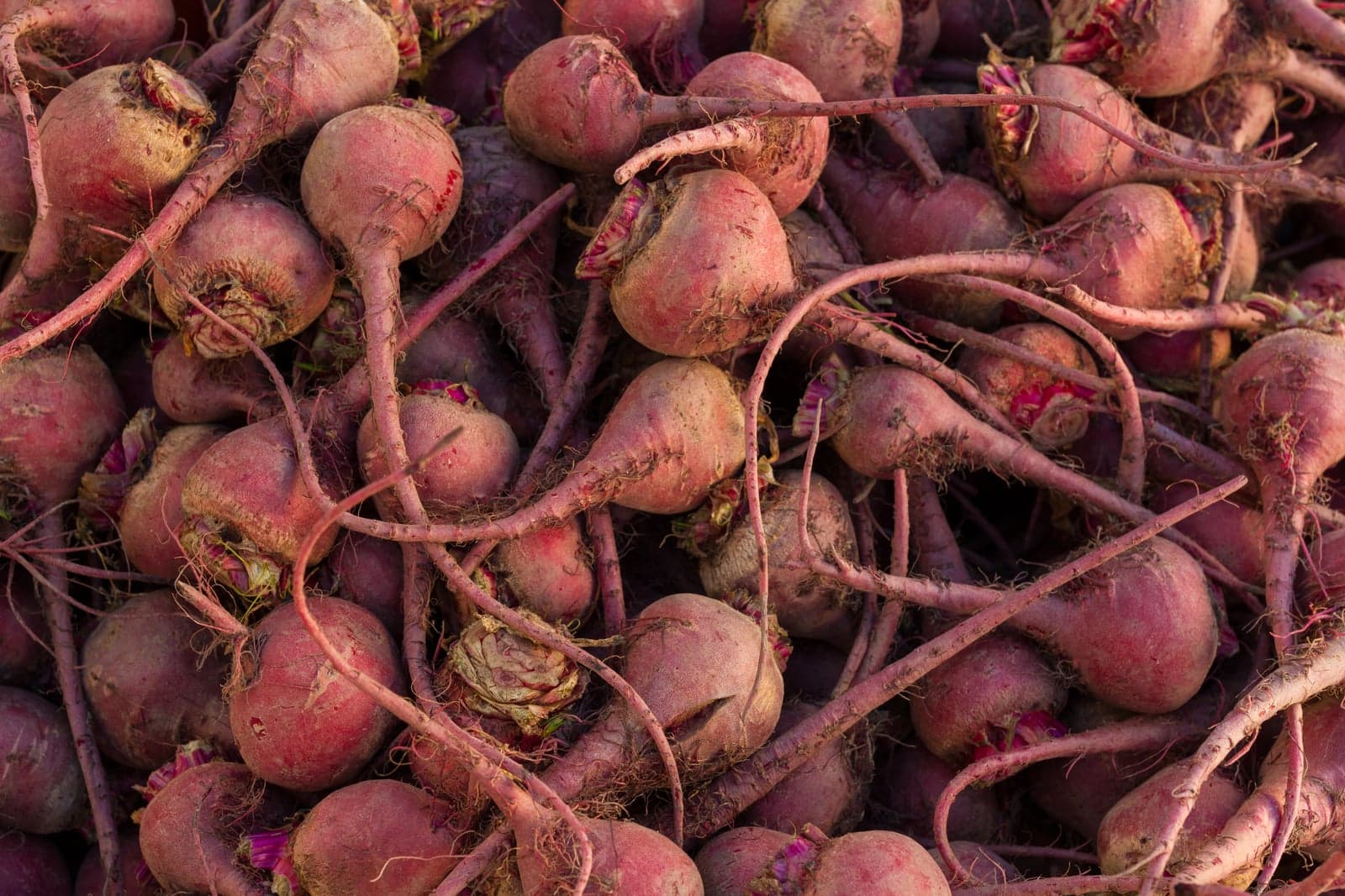 Beet Root Extract (Beta vulgaris) — Herbal Extracts