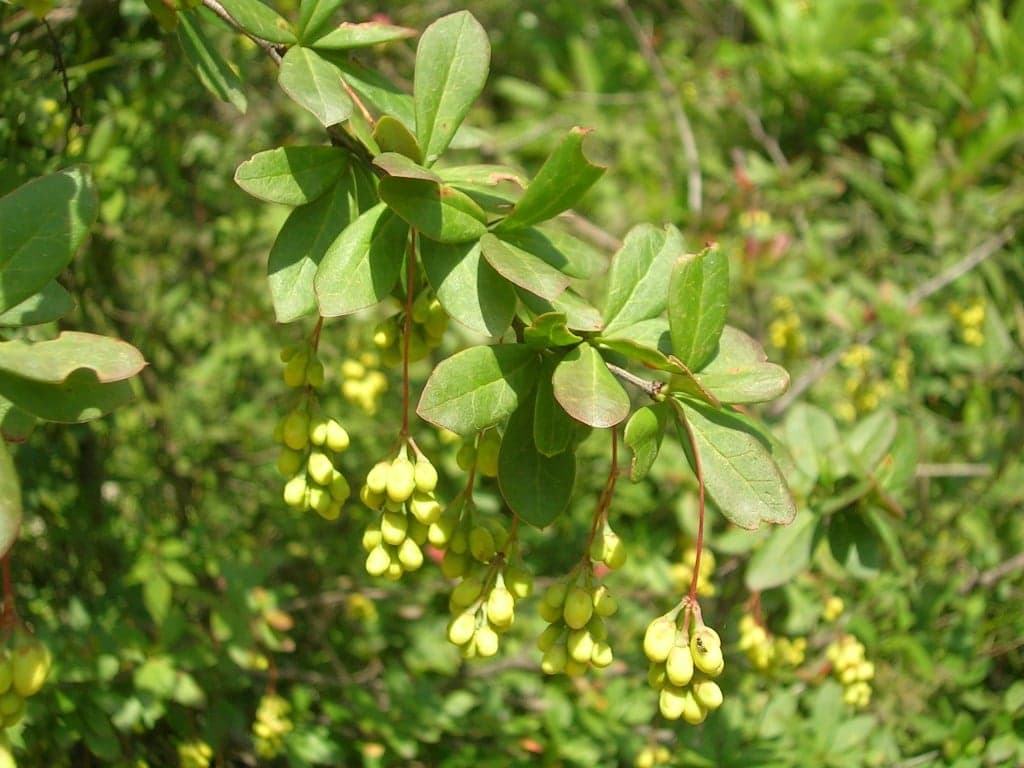 Berberine Extract (Berberis aristata) — Herbal Extracts