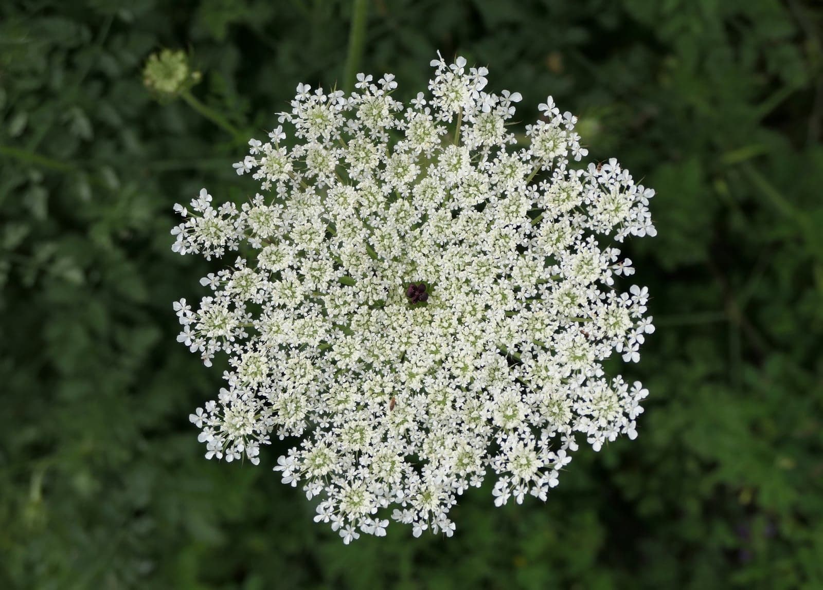 Beta Carotene (10% / 30%) (Daucus carota / Dunaliella salina) — Nutraceuticals