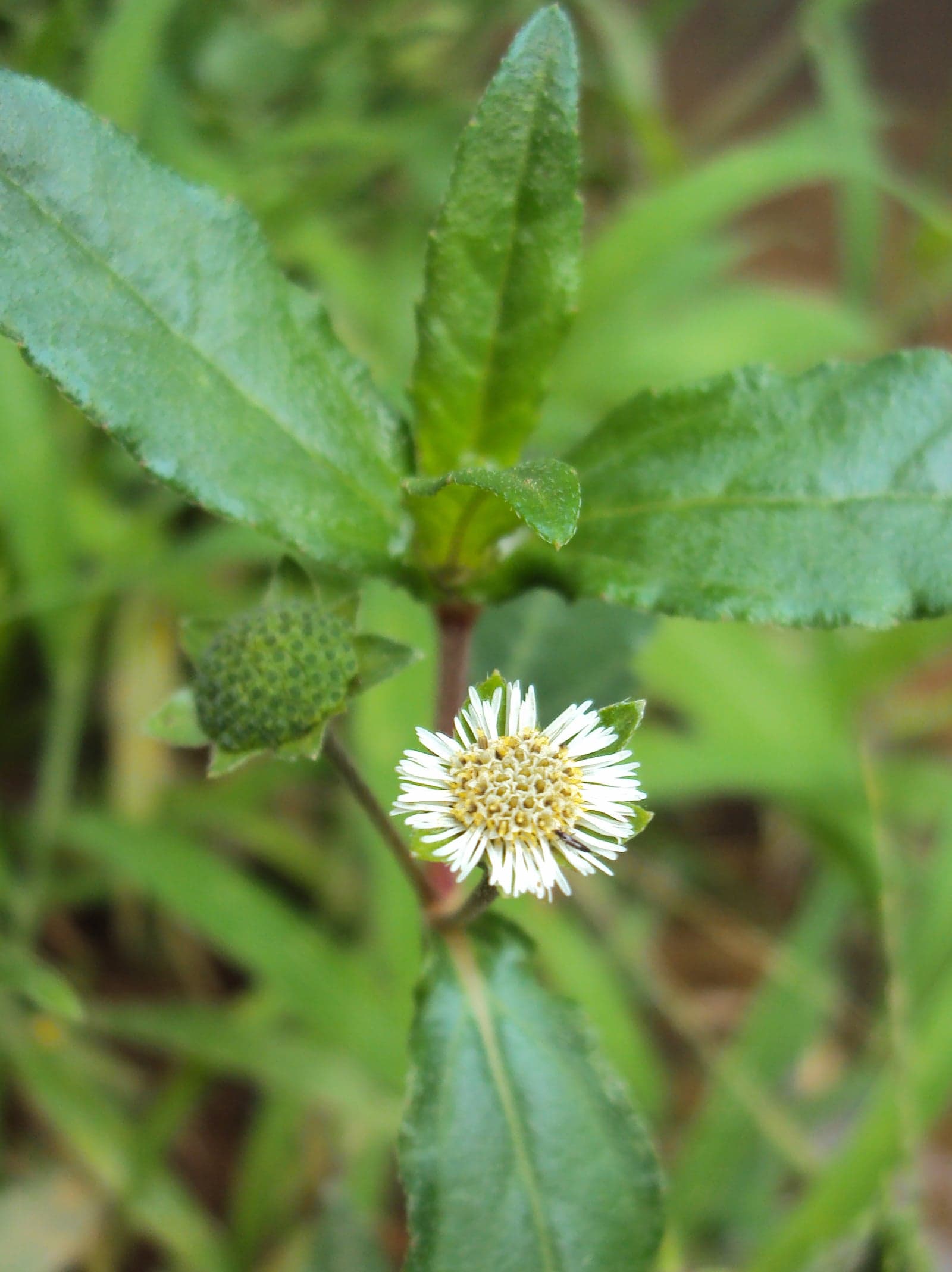 Bhringraj Extract (Eclipta alba) — Herbal Extracts